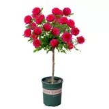 Прививка леденца на палочке