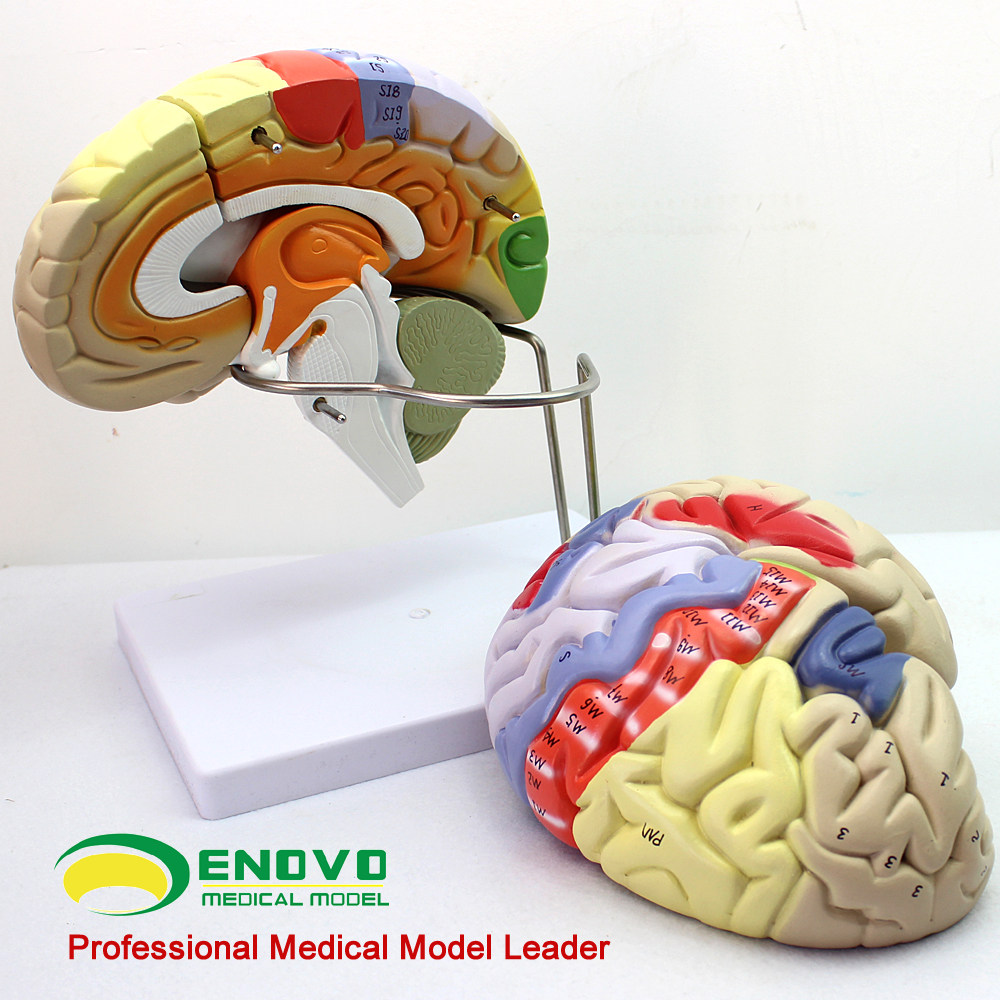 ENOVO Summer Medical Human Body Brain Anatomical Model Large Cerebral Cortex Somatic Motor Psychopatical Teaching Model