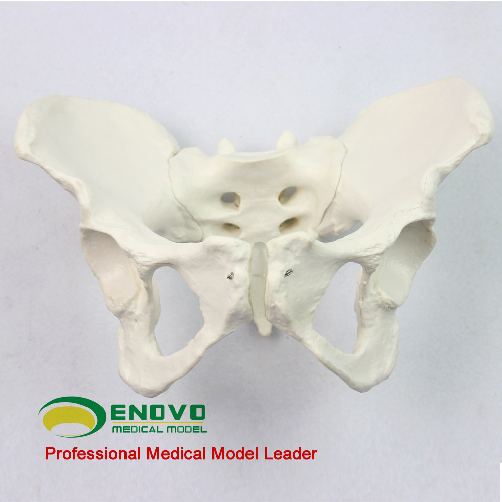 ENOVO Standard Female Pelvic Gynecology Model of Human Bone Spectrum Pelvic Measurement Model