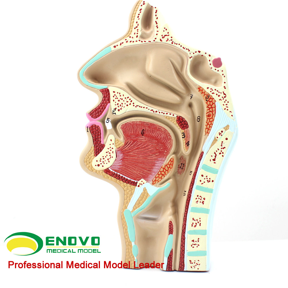 Human Nasal Throat Anatomical model ENOVO Summer nose pharynx otolaryngology Medical teaching