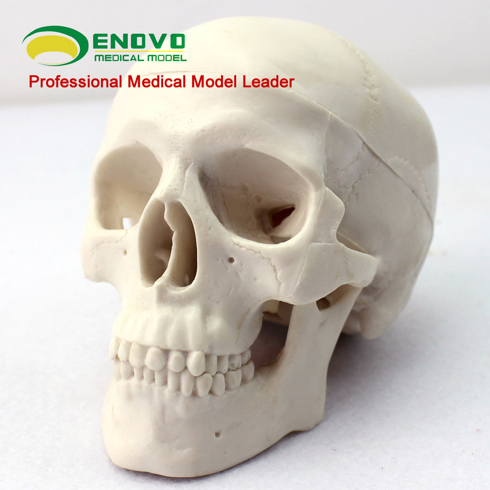 ENOVO Yinuo Mini Skull Model Medical Art Art Body Art Skull Skull Skeleton Model
