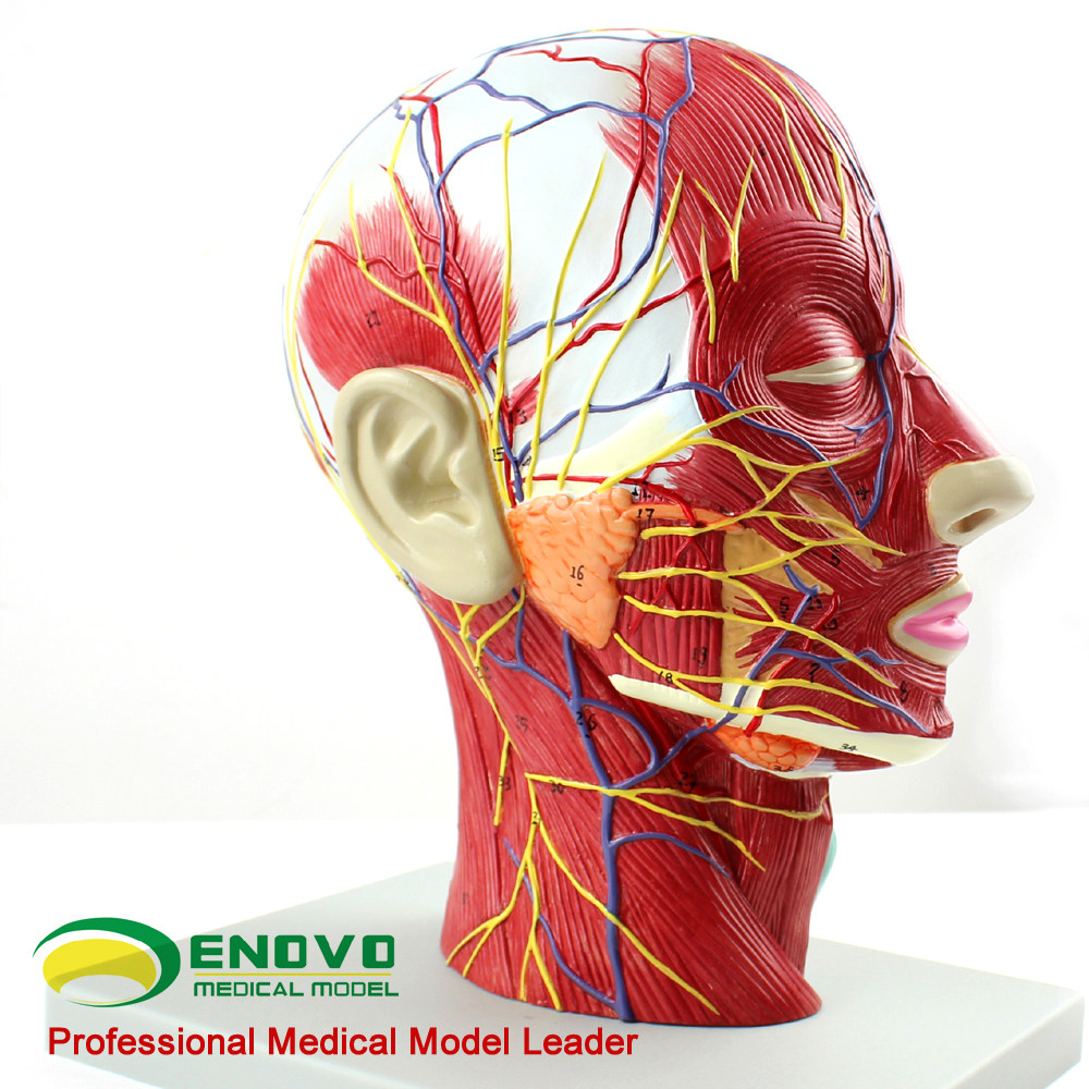 ENOVO Yinuo medical head and face anatomy cerebrovascular nerve model ENT cosmetic surgery model