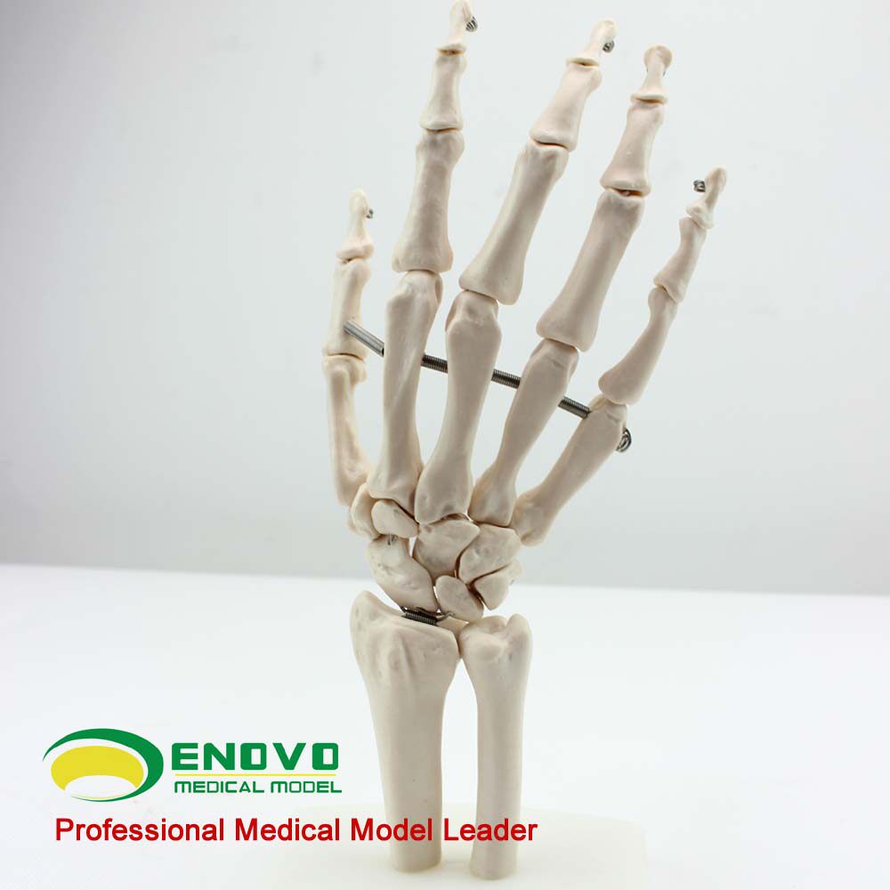 Medical Human Hand Joint Model ENOVO Hanohand Osteoclavicular Bone Model Human Skeletal Hand Foot Surgery