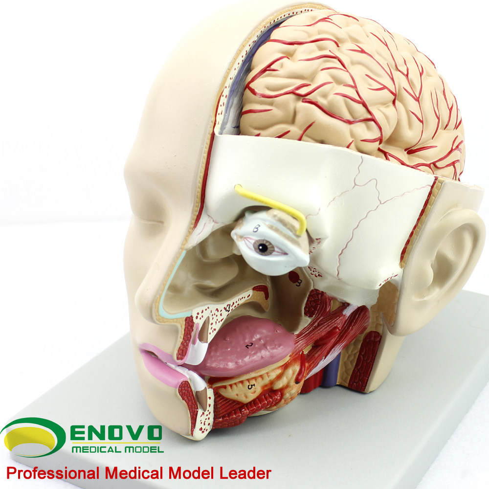 ENOVO Yino Human Body Medical Skull Model Vecinular Sinus Anatomical Model Oral Ear Stutthroat Model