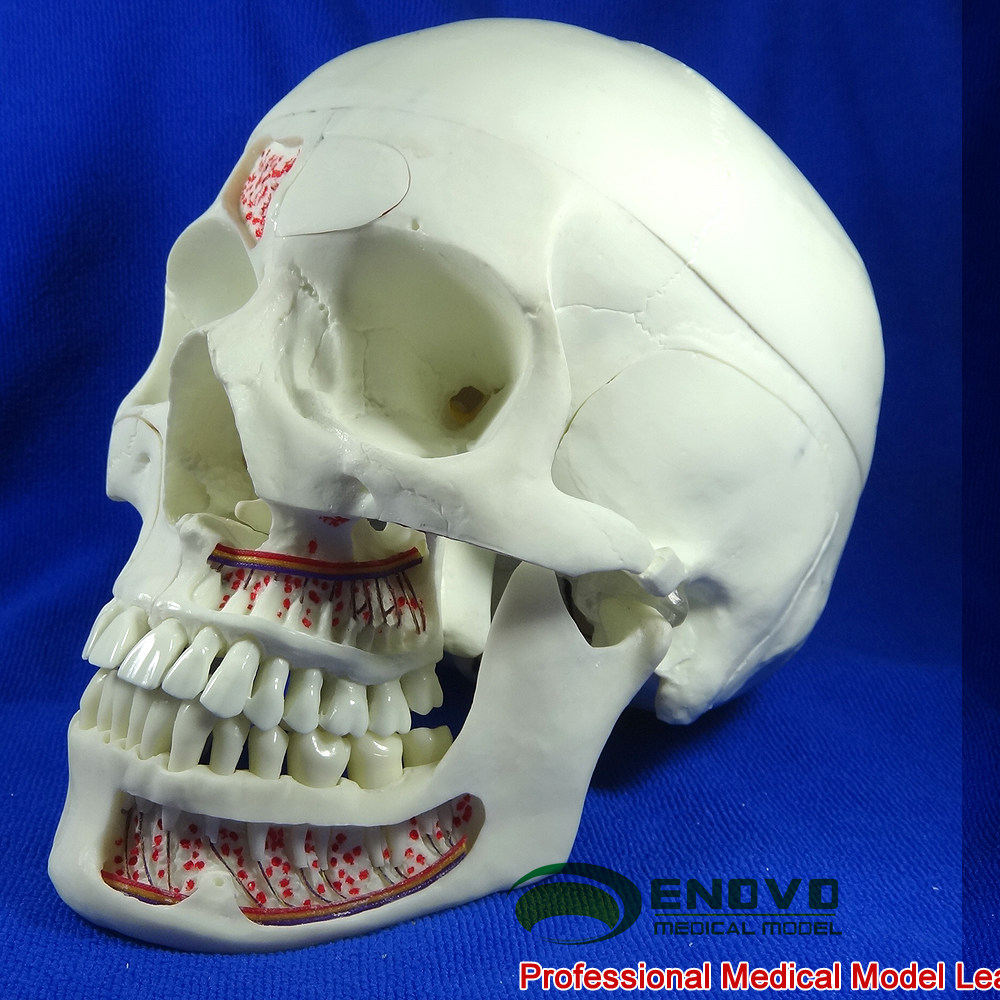ENOVO Summer Palace High-end Human Medical Simulation Skull Model Oral Coskull Neurococephalocskull Skull