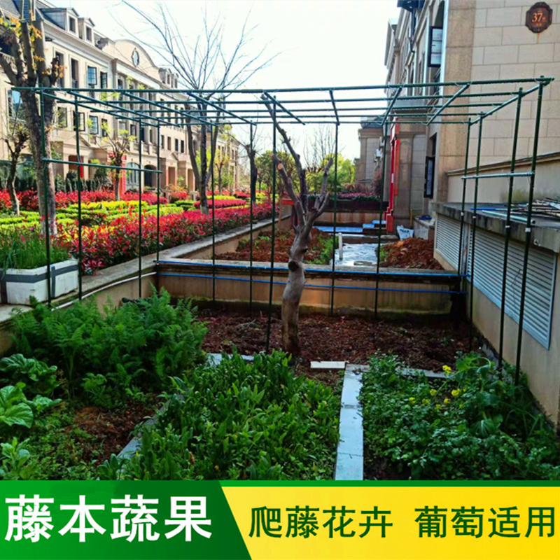 Garden planting rack with a crop fruit grape rack climbing vine rack planting frame flat roof outdoor courtyard household