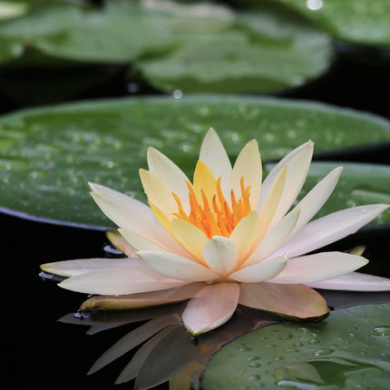 发5个春夏季热卖睡莲根块水培植物水生根24个