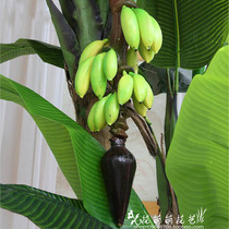 Emulated fruit living room office swing piece hanging decoration bionic banana simulation plant green planting plantain fruit direct