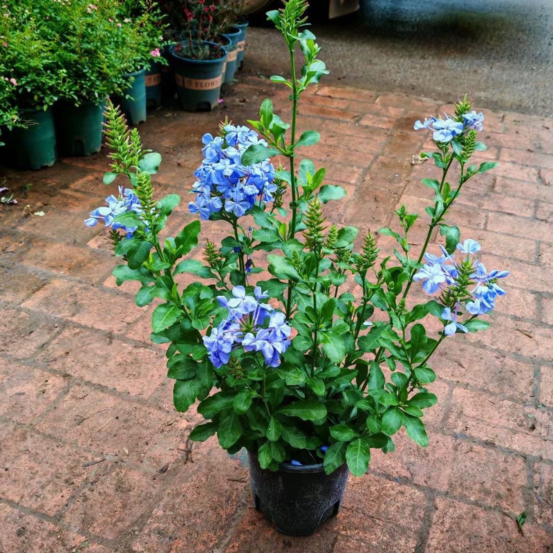 Blue Snowflake Potted Plant for Balcony and Courtyard, Heat-Resistant and Easy to Care For, Climbing Plant with Flowers and Flower Buds, Original Pot Soil, Flowering Plant