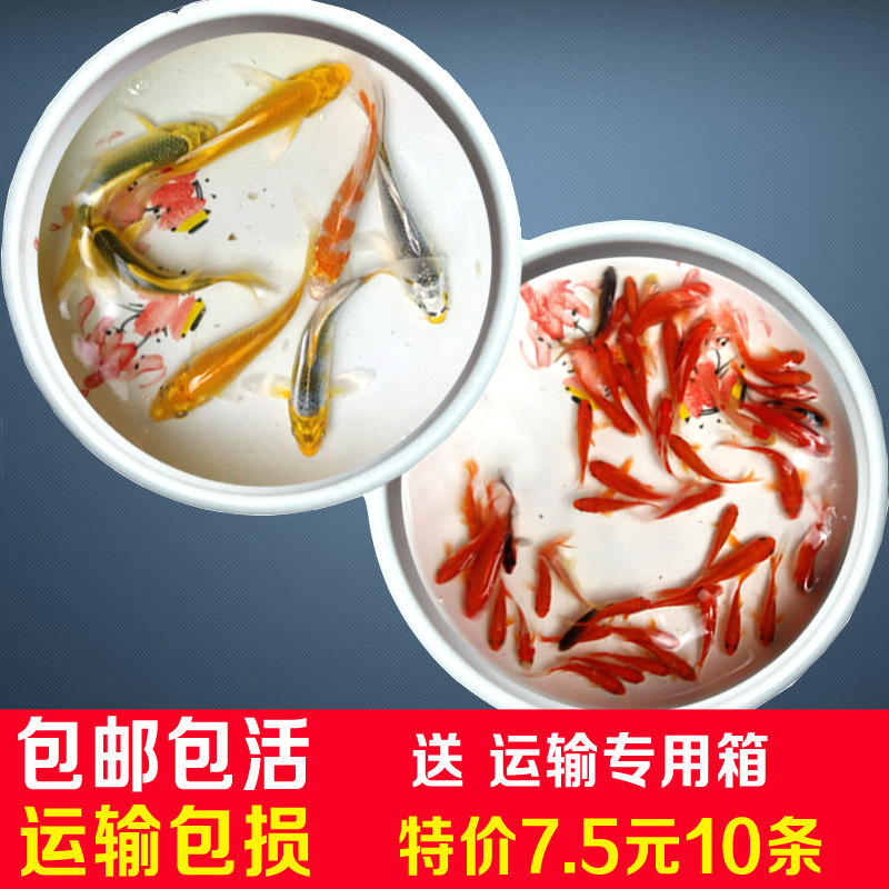 Trespassing hand to watch the fish grass goldfish living small red fish brocade carp living fish fry feed fish