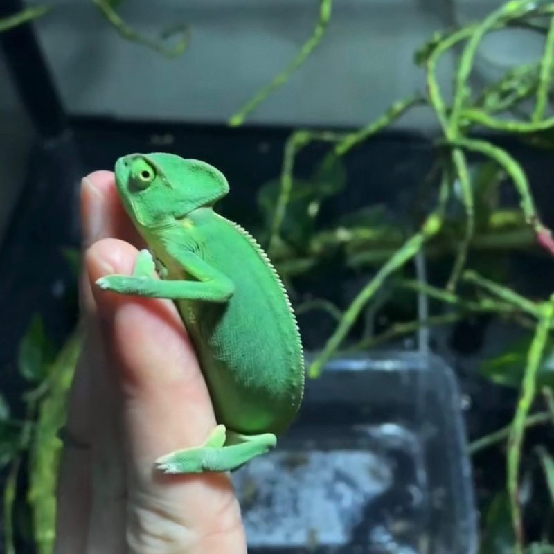 Color-Changing High-Crown Pet Dragon, Double-Crown Live Lizard, Beginner-Friendly, Special Large-Scale Gecko Reptile Pet, Vine