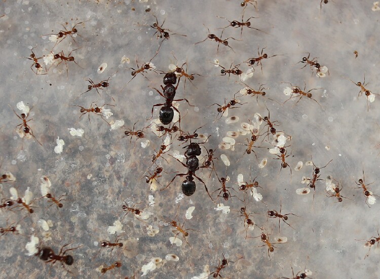 Ant-small two-wide junction with large-head Ant-large-head ant living pets