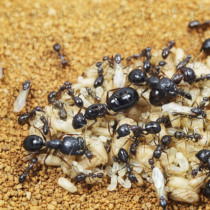 Camponotus largiceps is a species of ant in the genus Camponotus