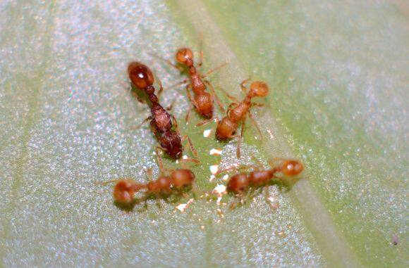 Similar pavement ants Tetamorium simillimum pet ants live