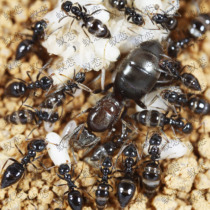 lepisiota rothneyi is a species of ant in the genus lepisiota