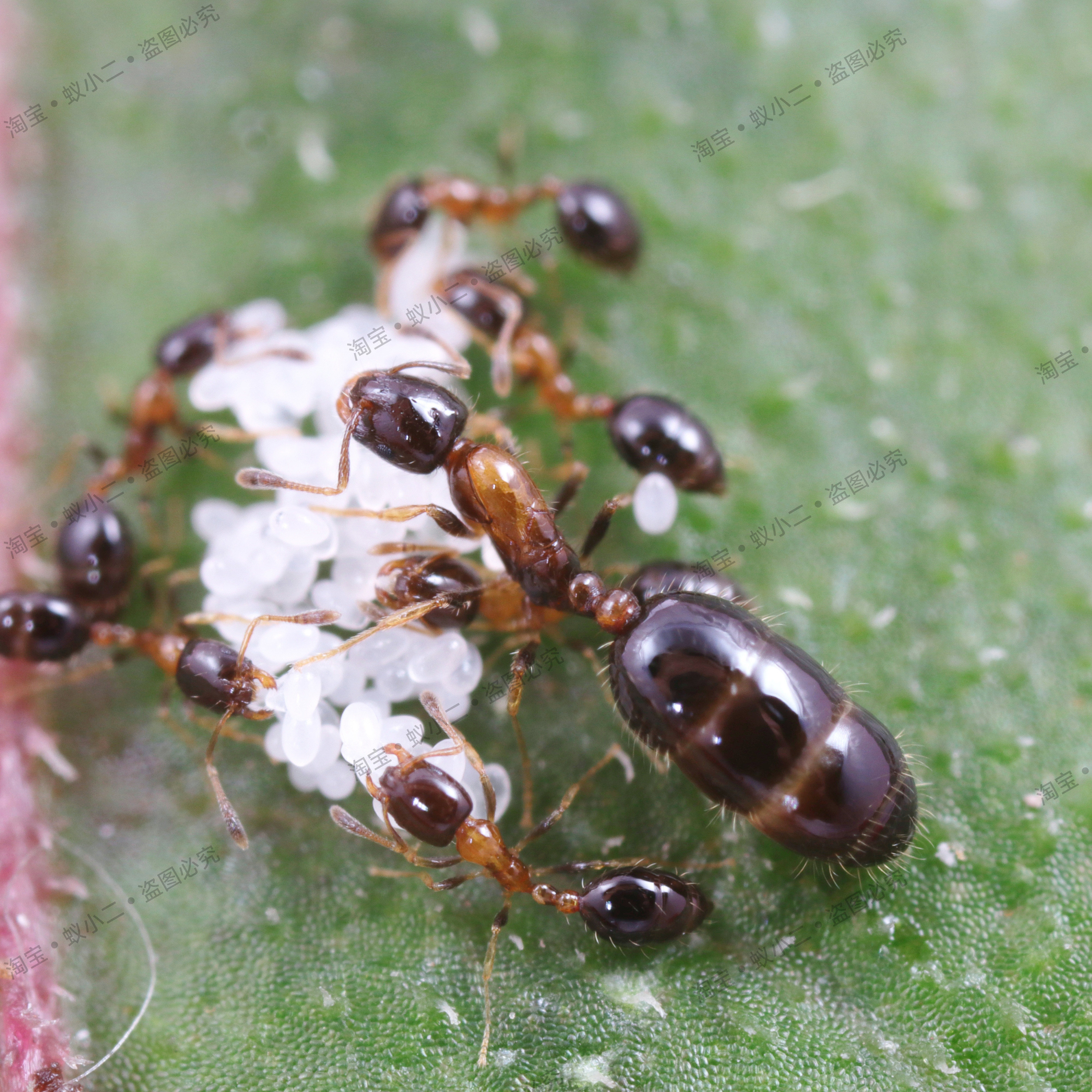 The little family of monomorium floricola pet ant living
