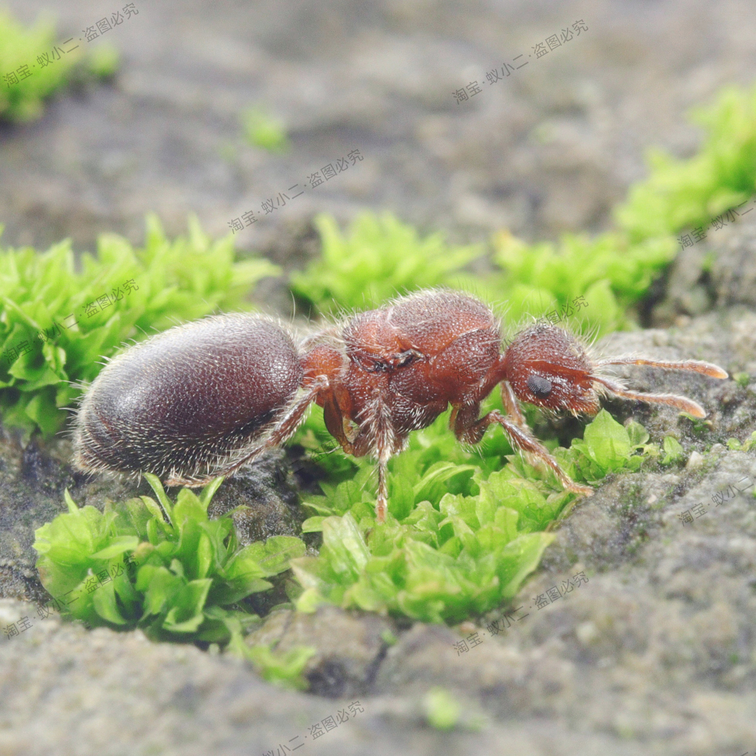 Meranoplus bicolor pet ant live