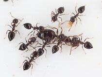 Crematogaster ferrarii is a species of ant in the genus Crematogaster