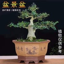 Bafang pot Yixing purple sand bonsai pot orchid pot large diameter Clivia potted living room ceramic pot flower green plant