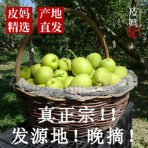 Piunt selection Zhengzong Kulles fragrant pear core production area late to pluccino pear Xinjiang agricultural products fragrant pear net weight 9 kilos