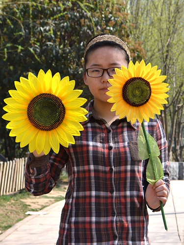 Стадия детского сада моделирование подсолнежного подсолнечного танца подсолнечника