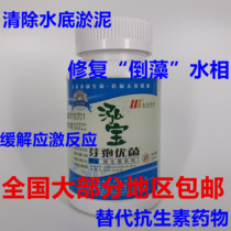 Bacillus Subtilis promotes the growth of planktonic single-celled algae and eliminates ammonia nitrites etc