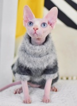 A small amount of good material soft velvet sweater winter warm Sphinx hairless cat clothes German East section short foot