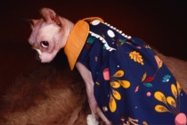 YH-love the ocean qi little fairy skirt sleeveless cotton slim summer vest.