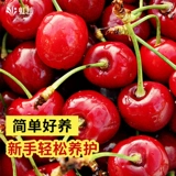 虹越 Большие саженцы вишни. Плодовые деревья вишни в горшках и саженцы фруктовых деревьев посажены на севере и юге облачно-красными четырехсезонными балконными персиками.