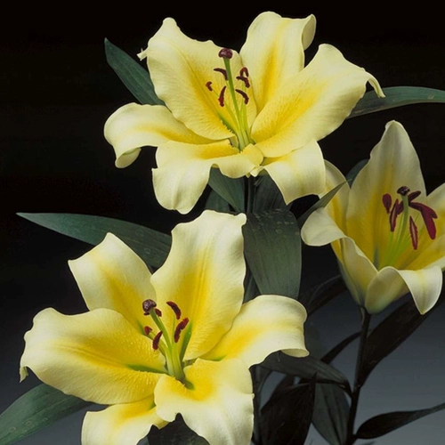 Лили Гилл Радуга Радуга радуга голландцы импортированные тяжелые духовые парфюмеры семян семян цветочных семя