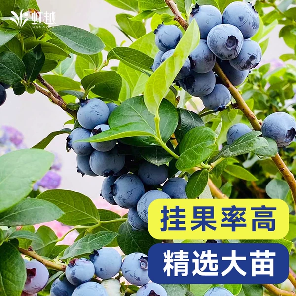 Товары от 鸿悦旗舰店