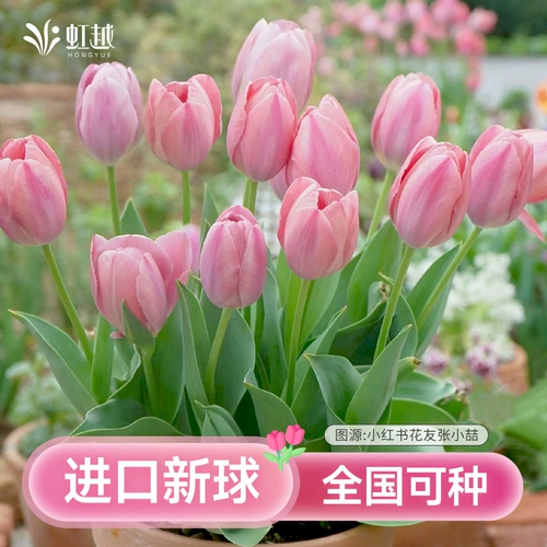 Импортированный виды тюльпан шарик 5 градусов шарики тяжелые лепестки одно лепестки.