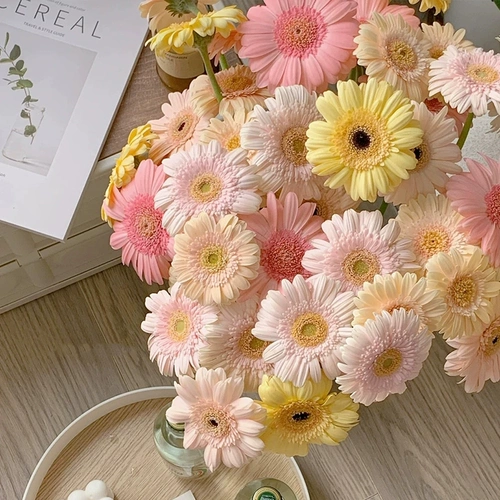 Цветочные цветочные высококачественные саженцы Гербера горлочные растительные растения.