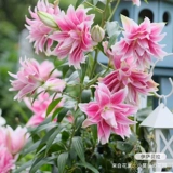 虹越 Стоматологическая лепестка Лилия, импортная цветочная парфюм, духи, железная пушка с лилией, четыре сезона из горшка Изабелла Эша Эйлина