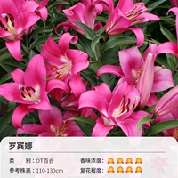 OT Lily Robina (20-22 см) 3 шариковая одежда