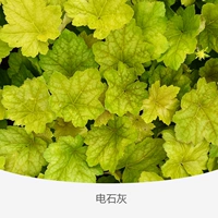 Квасцы корень лайма 120#