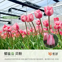 Belle 5 шаров (5 градусов по длине шарика 12+)