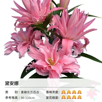 Диана Диана (18/20)