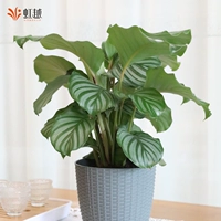 Аррорут из зеленого яблока + серо-синий горшок из ротанга