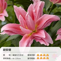 Суровая восточная лилия Ху Анна (17/19 см) 3 гола