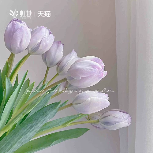 Импортированный виды тюльпан шарик 5 градусов шарики тяжелые лепестки одно лепестки.