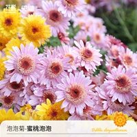 Пузырьковый пузырьк-пузырьк 150# 150#