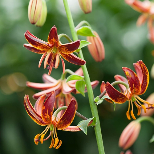 Лили Гилл Радуга Радуга радуга голландцы импортированные тяжелые духовые парфюмеры семян семян цветочных семя