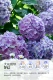 [Рекомендация новичка] Fantasy Hydrangea 1 галлон в горшках Новые старые ветви цветут 3-5 цветов весной