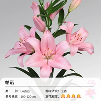 La Lily Pano (14-16см) 3 Шаровая одежда