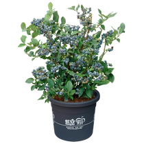Iridescent small specifications blueberry tree fruit seedling potted indoor balcony to grow fruit South Northern New Treasure 1 blueberries