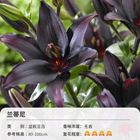 Асбелини в горшках (12-14 см) 3 шариковая одежда