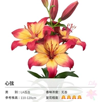 La Lily Heart Achord (14-16 см) 3 Шаровая одежда