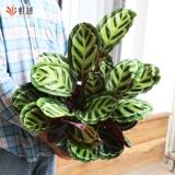 Зеленое красочное красивое зеленое яблоко Радуга Павлин Аррорут Горшечные растения Гостиная Зеленые растения Крытый балкон Офис Горшечные растения