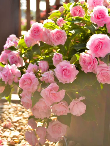 Цветы и цветы стоматологического лепестка и цветы более устойчивы к полу -Вульвой, балконы горшечные растения настолько хороши для травяных цветов в четырех сезонах